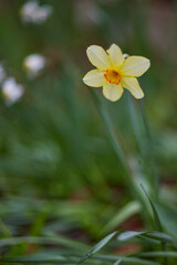 Yellow Daffodil (Narcissus) with blurred, green background