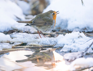 A smal robin is feeding during a cold winter in Norway.