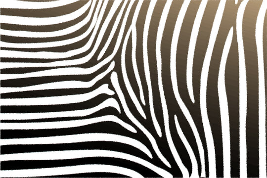 Black and white stripes zebra fur drawing. Wild life concept. Vector illustration © Sondem