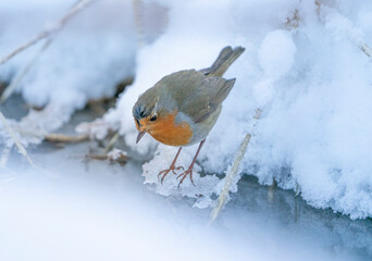 A smal robin is feeding during a cold winter in Norway.