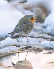 A smal robin is feeding during a cold winter in Norway.