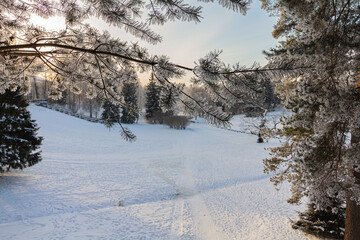 Evening in the winter park. Pavlovsk, the vicinity of St. Petersburg. Russia