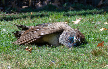 Lying female peacock