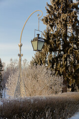 Evening in the winter park. Pavlovsk, the vicinity of St. Petersburg. Russia