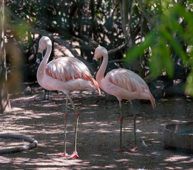 Flamingos