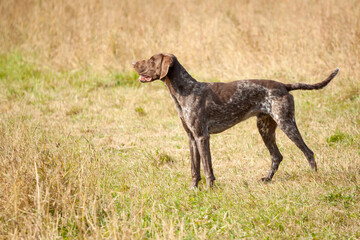 lovely german shorthaired pointer hunting dog standing on a field