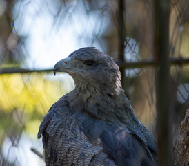 Black-chested buzzard-eagle closeup