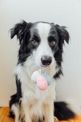 Happy Easter concept. Preparation for holiday. Cute puppy dog border collie holding Easter colorful eggs in mouth on white background at home. Spring greeting card.