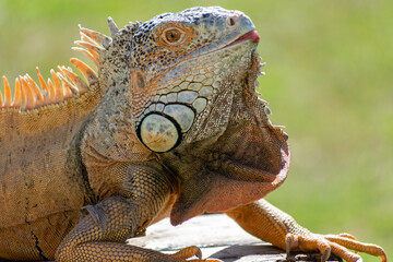 Common green iguana closeup