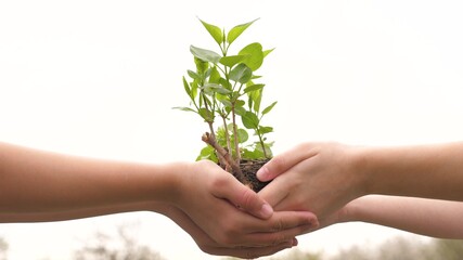 A tree sapling in hands of children. Growth and agriculture new life concept. Children sap a seedling. Selection and plant growing. Children have grown sprouts. Health, care for the environment
