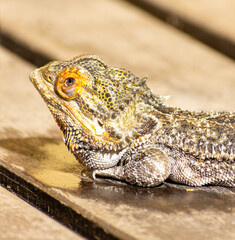 Bearded dragon closeup