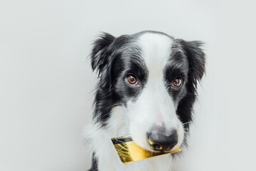 Naklejka na ściany i meble Cute puppy dog border collie holding gold bank credit card in mouth isolated on white background. Little dog with puppy eyes funny face waiting online sale, Shopping investment banking finance concept
