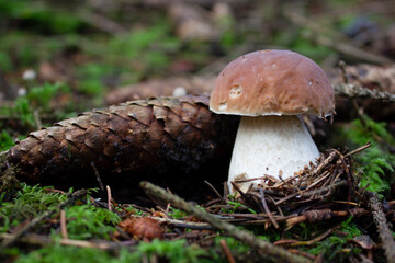 mushroom in the forest (boletus edulis)