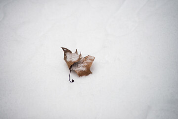 Closeup of isolated maple leaf fallen in the snow in a public garden