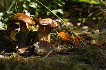 Edible bright mushrooms stand in the autumn forest