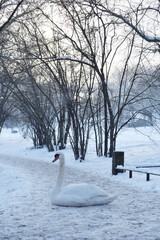 Swan in the snow