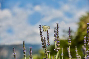 schmetterling auf pflanze