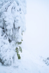 IMAGE OF A PLANT IN EXTREME CONDITIONS. COLD AND BAD WEATHER CONCEPT.