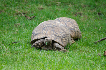 Tortoise strolling slowly along the green grass
