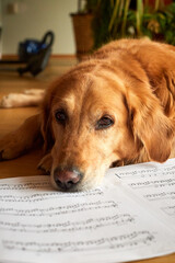 Golden Retriever resting her head on sheet notes music
