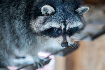 Portrait of beautiful animal raccoon at home