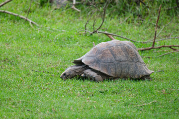 Tortoise strolling slowly along the green grass