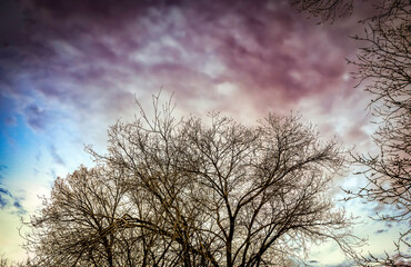 Fototapeta na wymiar Purple Sky and Yellowish Tree