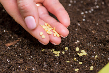 Womans hand holds seeds of bell pepper ready for sowing in container for seedlings with soil at...