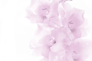 Pink gladiolus flowers on white background