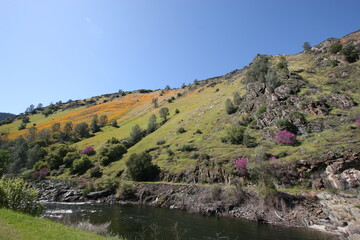 Fototapeta na wymiar Spring Wildflowers Merced River Canyon Hwy 140 Merced River Red Bud