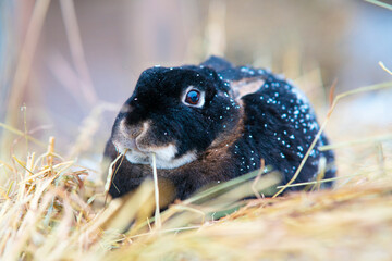 Beautiful black rabbit or hare. Cute animal, bunny with big ears on the grass eating hay
