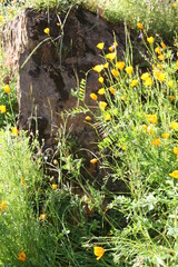 Spring Wildflowers Merced River Canyon Hwy 140 Merced River Red Bud
