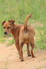 Dog walking on the ground.