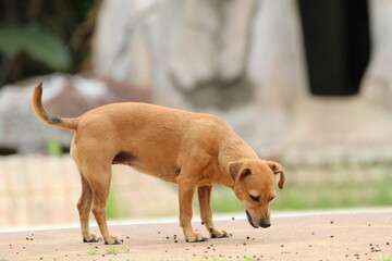 Dog walking on the ground.