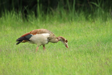 Egyptian goose standing in the grass.
