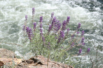 Spring Wildflowers Merced River Canyon Hwy 140 Merced River Red Bud