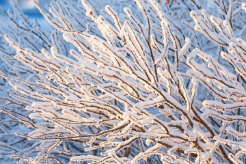 Snow and rime ice on the branches of bushes. Beautiful winter background with twigs covered with hoarfrost. Plants in the park are covered with hoar frost. Cold snowy weather. Cool frosting texture.