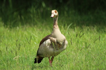 Egyptian goose standing in the grass.