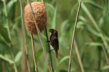 Thick billed weaver perched on a reed.