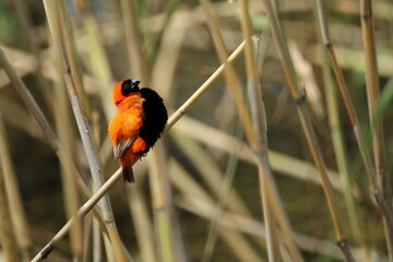 Red male bishop perched on areed.