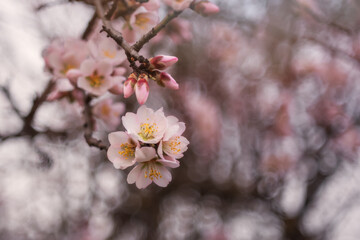 Almond flowers close up on a blurry background with a copy of the space. Space for your text. Spring background.
