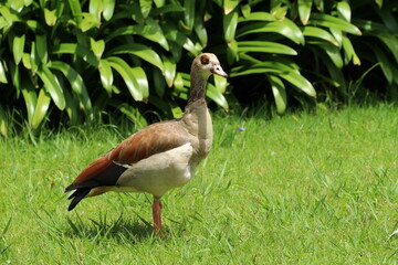 Egyptian goose standing in the grass.