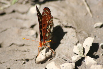 Butterflies near the Merced Rivers