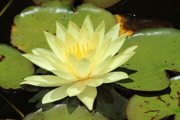 Water lily in full flower.