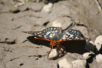 Butterflies near the Merced Rivers