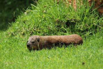 Rock hyrax lying on the grass.