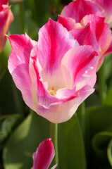 Fototapeta premium groupd pink tulip flowers in garden.