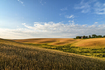 Fototapeta premium Summer rural landscape with green wheat fields and hills at sunset. Part of field field destroyed by the strong wind and bad weather 