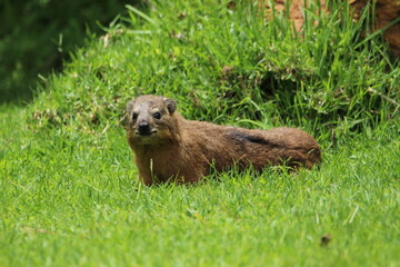 Rock hyrax lying on the grass.