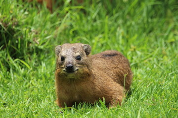 Rock hyrax lying on the grass.
